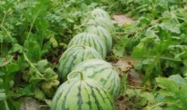 吃瓜吃火的网红有哪些名字,吃瓜吃火，盘点那些话题不断的网络红人